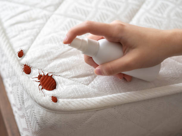 Best Spider Control Near Me  in Nneconne, WI